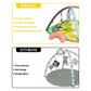 Colorful Zoo Sensory Play Mat for Babies 0 to 6 Months